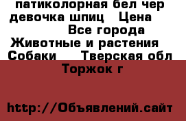 патиколорная бел/чер девочка шпиц › Цена ­ 15 000 - Все города Животные и растения » Собаки   . Тверская обл.,Торжок г.